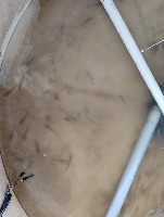 SHRIMP_UPPERVIEW project thumbnail