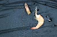 Shrimp_day_1-12_od project thumbnail