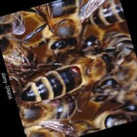 Bees vs Wasp project thumbnail