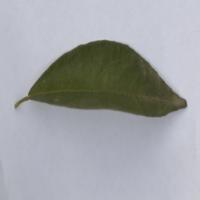 Citrus Disease Detection project thumbnail