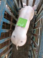 Pig2 project thumbnail