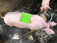 Pig project thumbnail