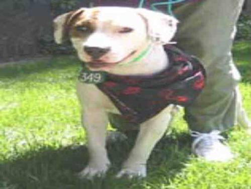 C3 Lesson Test Object Detection Model by 20250909 C3