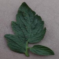 Crop Disease Identifier project thumbnail