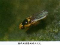 pest detect project thumbnail