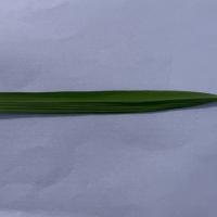 Rice Leaf Disease Detection project thumbnail