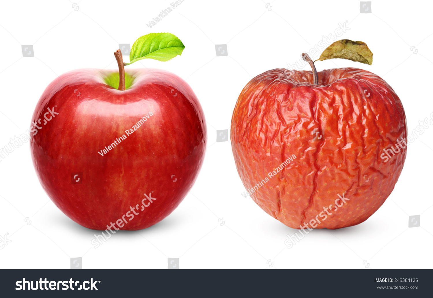 Healthy Apple vs Rotten Apple Object Detection Model by Haidarr