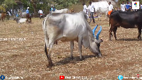 cattle-classification project thumbnail