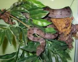 Snakes Classification Dataset by SeeAll