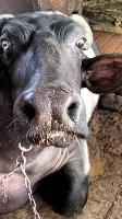 muzzle project thumbnail