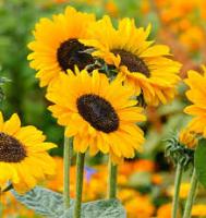 sunflower_detection project thumbnail