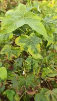 leaf DetGrad project thumbnail