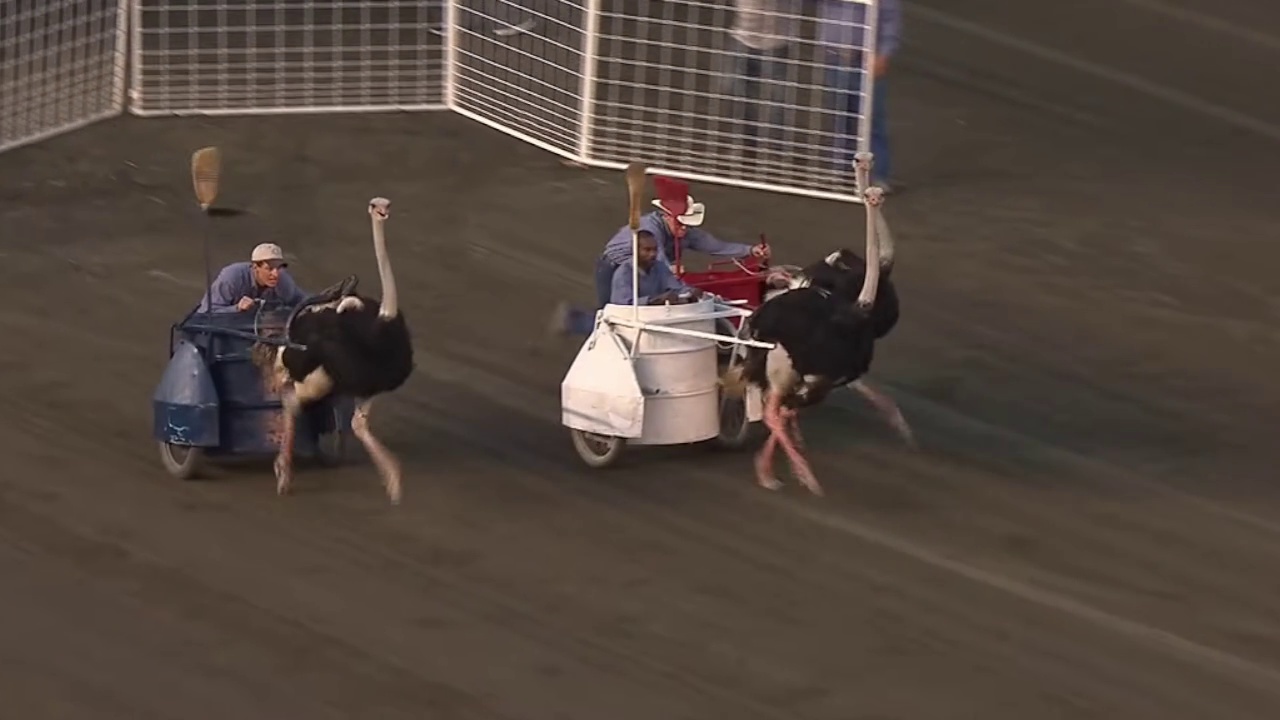 ostrich_race Object Detection Model by YOLOv10