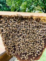 Bee Queen Scaner project thumbnail