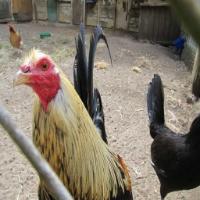 Chicken Detection project thumbnail
