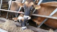 Bovine Head Disease Detection project thumbnail