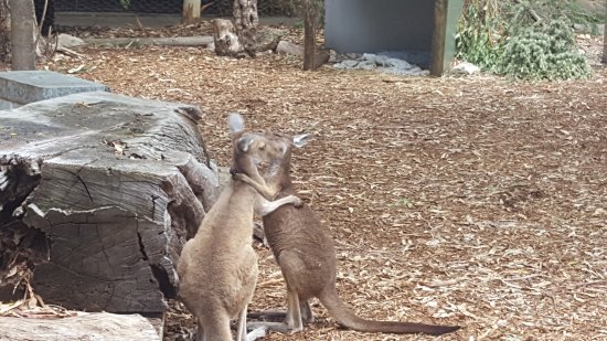 Kangaroo Wallaby Object Detection Dataset By New Workspace Ska2r