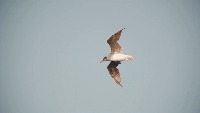 bird project thumbnail