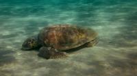 SeaTurtle project thumbnail