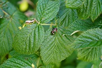 Raspberry Leaf Detection project thumbnail