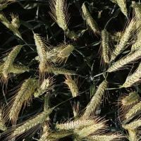 wheat project thumbnail