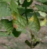 Green Yardlong Bean Leaf project thumbnail