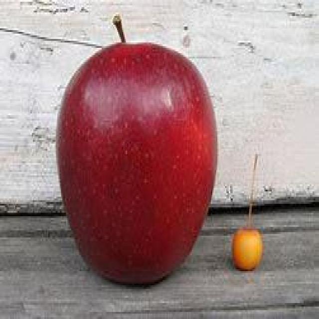 Apple Detection Object Detection Dataset and Pre-Trained Model by Akun ...