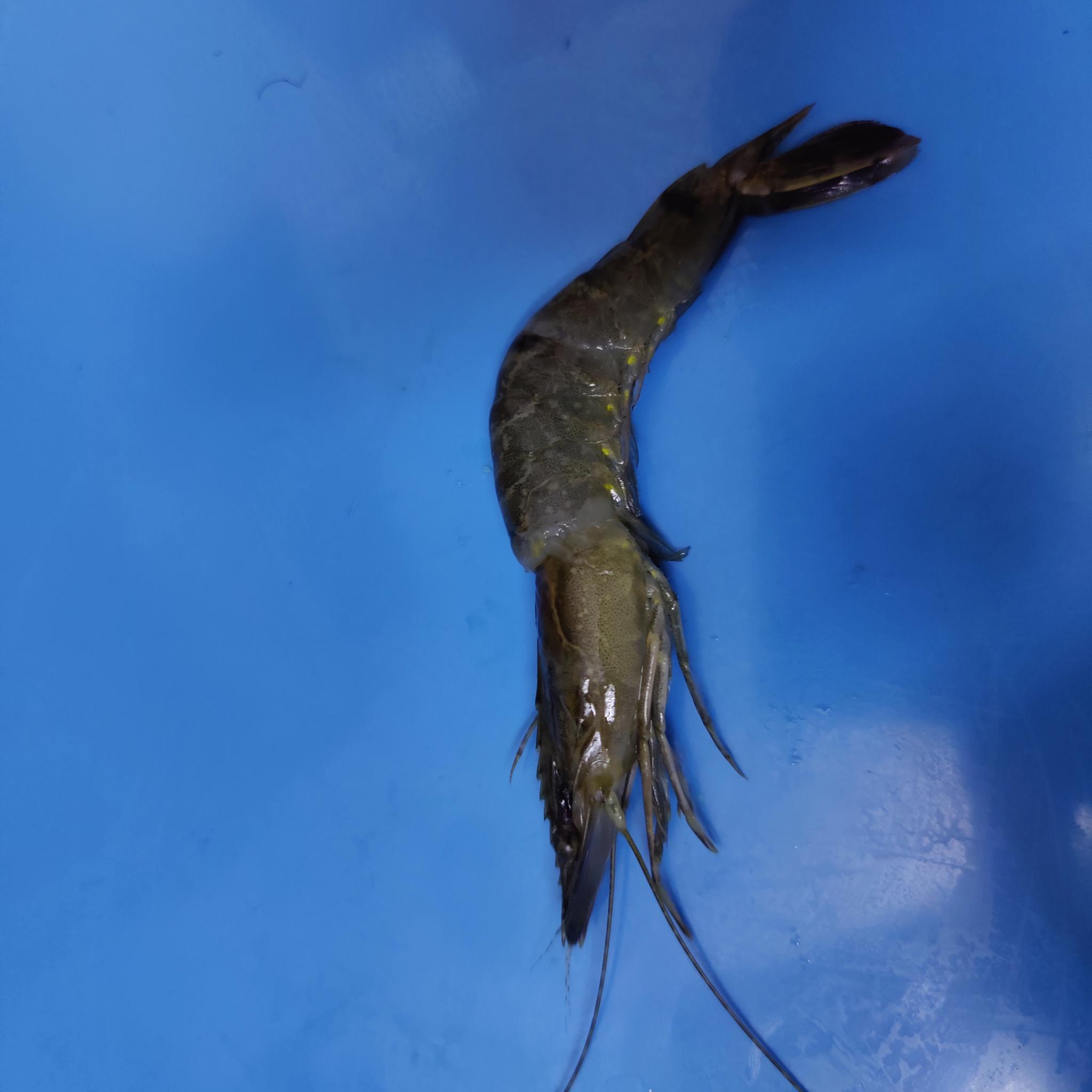 Shrimp Quality Instance Segmentation Dataset by AI Rice Quality