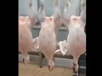 ChickenCounter project thumbnail