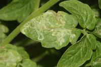 Leaf miner damage severity project thumbnail