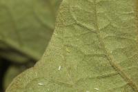 Whitefly_Brinjal project thumbnail