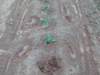 Crop-row project thumbnail