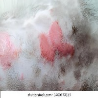 Cat Skin Disease  project thumbnail