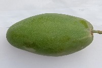 Mango Classification Dataset project thumbnail