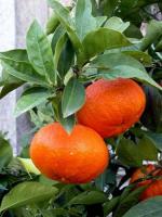fruit project thumbnail
