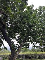 20250119 PongamiaTree project thumbnail