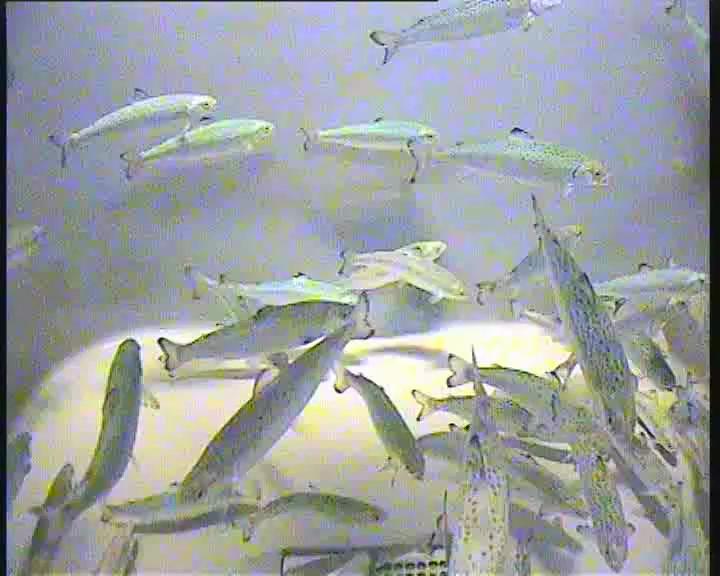 fish Object Detection Dataset by Test