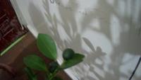 Calamansi fruit picking project thumbnail