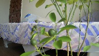 CALAMANSI project thumbnail