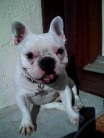 Dog project thumbnail