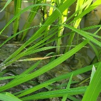Rice Disease 1000 project thumbnail