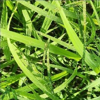 Rice Disease project thumbnail
