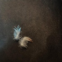 feathers detection project thumbnail
