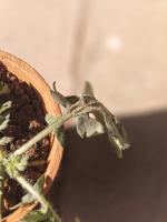 Plant project thumbnail