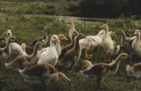 patos project thumbnail