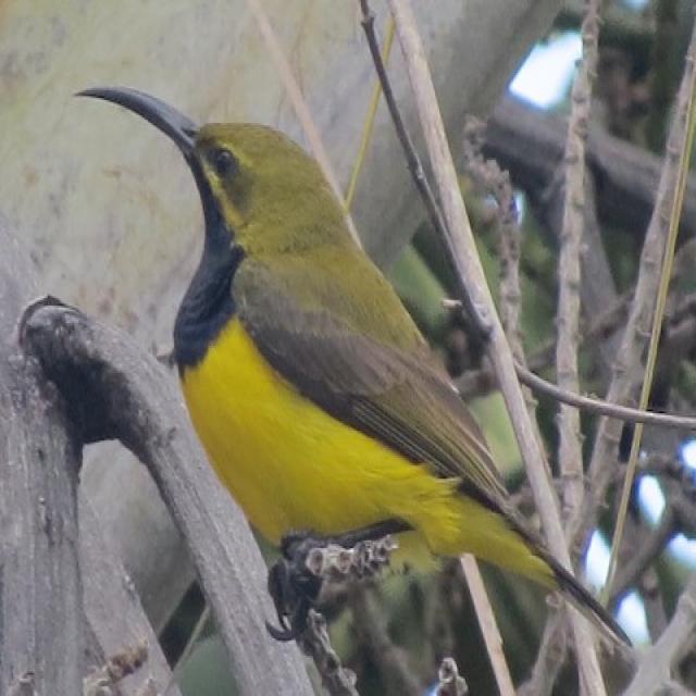 Birds Classification Dataset by Collared Kingfisher