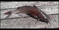 Fish Dataset Merge 1 test project thumbnail