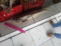 fish-test project thumbnail