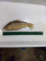 Wan Fish Dataset project thumbnail