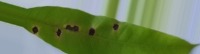 Mango dataset project thumbnail